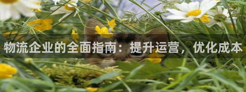 28圈正规吗：物流企业的全面指南：提