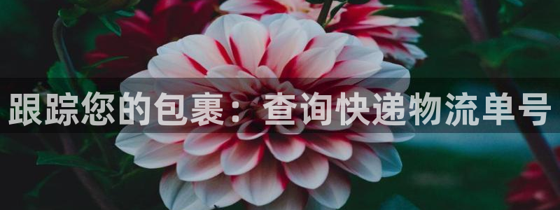 28圈哪个最赚钱：跟踪您的包裹：查询