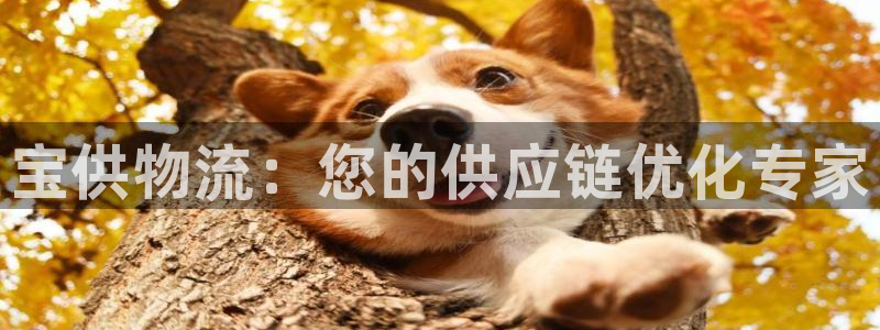28圈防失联网址：宝供物流：您的供应
