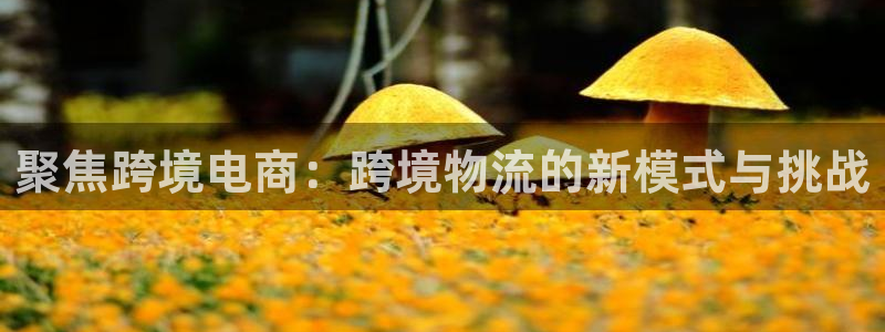 28圈退款教程:聚焦跨境电商:跨境物